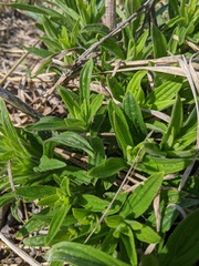 Lithospermum occidentale