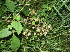 Rubus rudis
