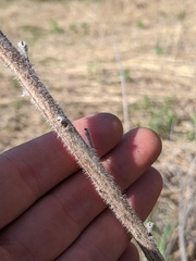 Lithospermum occidentale