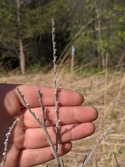 Lithospermum occidentale