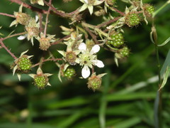Rubus rudis