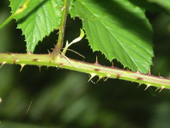 Rubus rudis