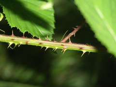 Rubus rudis