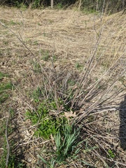 Lithospermum occidentale