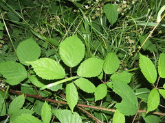 Rubus rudis