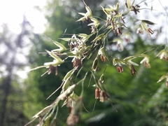 Pseudarrhenatherum longifolium