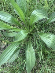 Plantago lanceolata