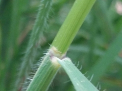 Pseudarrhenatherum longifolium