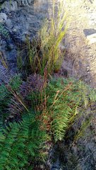 Machaerina teretifolia