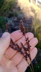 Machaerina teretifolia