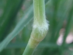 Pseudarrhenatherum longifolium