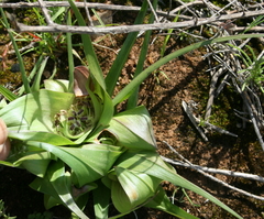 Colchicum cuspidatum