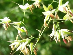 Pseudarrhenatherum longifolium