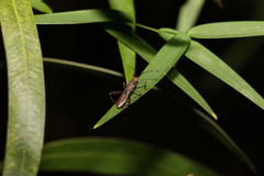 Riptortus abdominalis