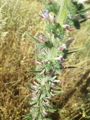 Echium glomeratum