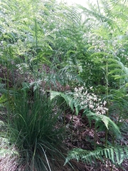 Pseudarrhenatherum longifolium