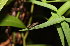 Riptortus abdominalis