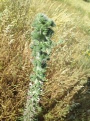 Echium glomeratum
