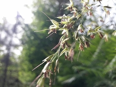 Pseudarrhenatherum longifolium