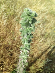 Echium glomeratum
