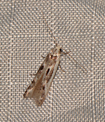Blastodacna
