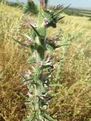 Echium glomeratum