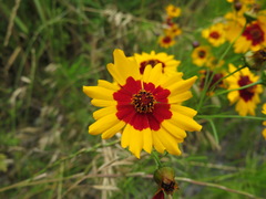 Coreopsis tinctoria