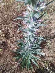 Echium glomeratum