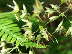 Pseudarrhenatherum longifolium