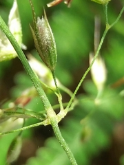 Pseudarrhenatherum longifolium