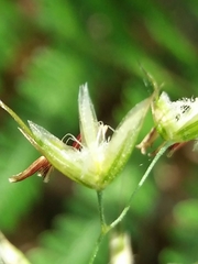 Pseudarrhenatherum longifolium