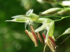 Pseudarrhenatherum longifolium