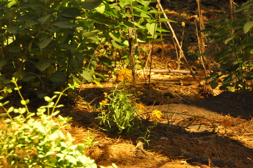iNaturalist observation photo of Western Wallflower