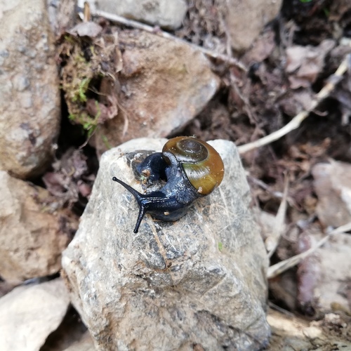 Tanychlamys turanica