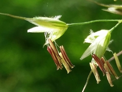 Pseudarrhenatherum longifolium