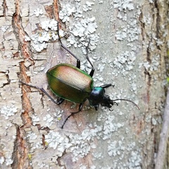 Calosoma sycophanta