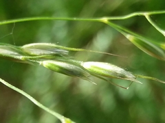 Pseudarrhenatherum longifolium