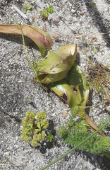 Colchicum eucomoides