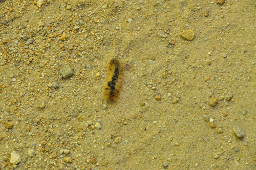 iNaturalist observation photo of Silver-spotted Tiger Moth