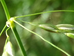 Pseudarrhenatherum longifolium