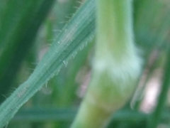 Pseudarrhenatherum longifolium