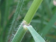 Pseudarrhenatherum longifolium