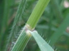 Pseudarrhenatherum longifolium