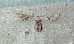 Phazaca kosemponicola