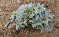 Filago asterisciflora