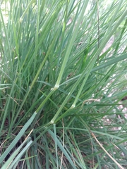 Pseudarrhenatherum longifolium