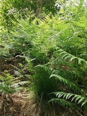 Pseudarrhenatherum longifolium