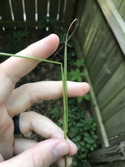 Poa sylvestris