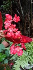 Begonia coccinea