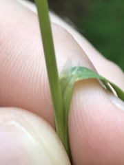 Poa sylvestris
